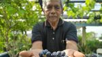 Konsep Urban Farming Jadi Inovasi Berkebun di Ibu Kota