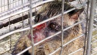 Namun kini, banyak hewan luwak yang justru ditangkap dan dipaksa untuk memakan biji kopi setiap harinya. Terkadang mereka menggunakan kekerasan, hingga menyiksa hewan musang ini. Foto: Istimewa