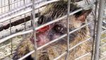 Proses Pembuatan Kopi Luwak, Kopi Termahal di Dunia yang Penuh Kontra