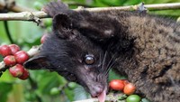 Kisaran harga dari kopi luwak ini terbilang fantastis. Yaitu biji kopi luwak dijual dengan harga $700 atau Rp. 9.700.000 per kilogram. Foto: Istimewa