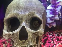 Aneka Foto yang Menipu Mata