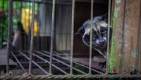  Dari hasil investigasi PETA bersama BBC di Takengon, Aceh. Mereka menemukan adanya penangkaran hewan luwak dari alam bebas, yang dimasukan ke dalam kandang untuk memproduksi kopi. Foto: Istimewa