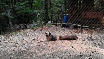Anjingnya bukan putus. Yang di sebelah kanan itu batang kayu (Bored Panda)