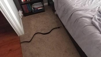 Bukan ular masuk ke rumah. Itu ikat pinggang (Bored Panda)