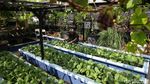Konsep Urban Farming Jadi Inovasi Berkebun di Ibu Kota