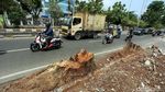 Pohon Besar di Kawasan Kedoya Jadi Korban Revitalisasi Trotoar