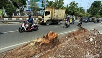 Sejumlah pohon yang berada di Jalan Raya Panjang, kedoya, Jakarta, ditebang, Jumat (15/11/2019).