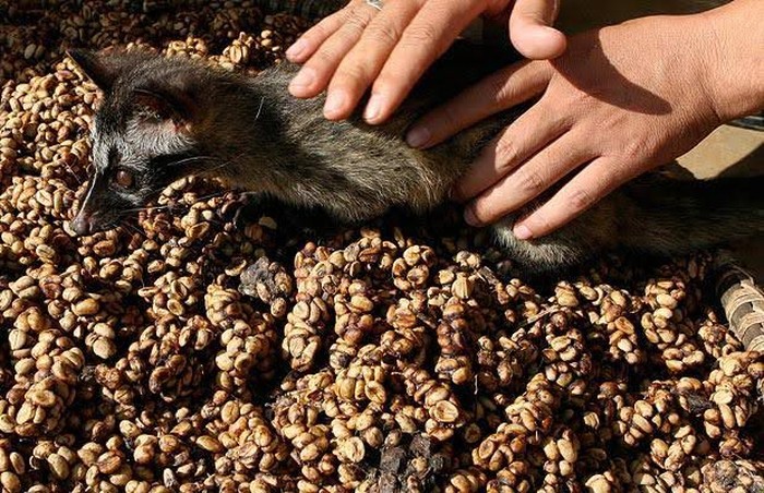 Kopi Luwak