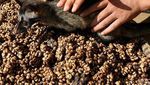 Proses Pembuatan Kopi Luwak, Kopi Termahal di Dunia yang Penuh Kontra