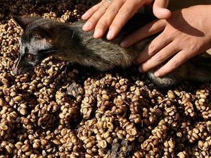 5 Kopi Termahal Asal Indonesia, Ada yang Sampai Rp 21 Juta per Kg