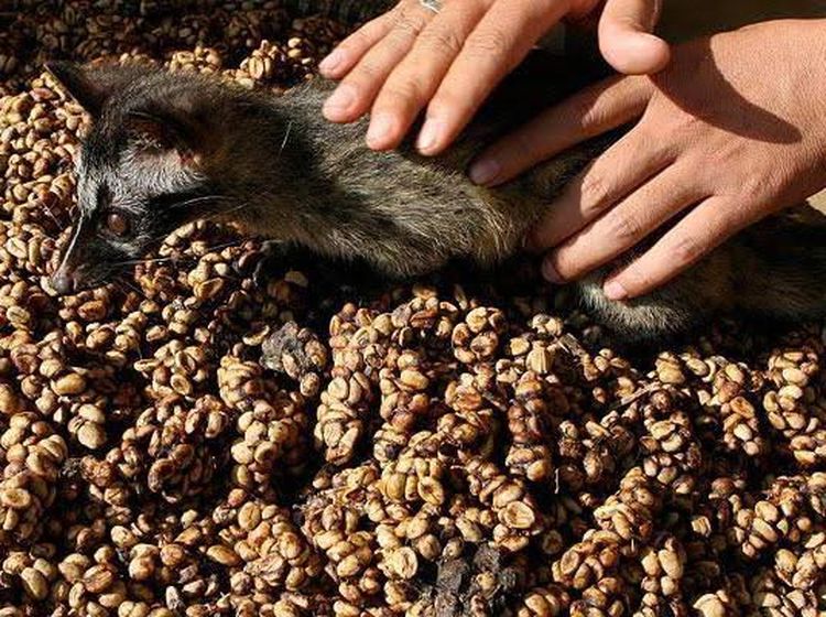 Proses Pembuatan Kopi Luwak, Kopi Termahal di Dunia yang Penuh Kontra