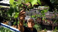 Begini aktivitas Abdul Rahman (58) saat berkebun di lantai atas kediamannya di kawasan Cipete, Jakarta Selatan, Jumat (15/11/2019).