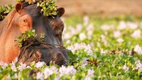 Sembari rafting, kamu akan melihat langsung kehidupan langsung satwa liat di pinggir sungai. Badak dan gajah biasanya terlihat sedang asyik berendam. (iStock)