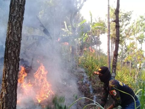 kebakaran gunung lawu