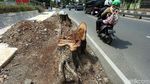 Pohon Besar di Kawasan Kedoya Jadi Korban Revitalisasi Trotoar