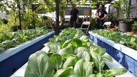 Sayur-sayuran hijau pun menbuat suasana hati menjadi adem.