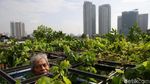 Konsep Urban Farming Jadi Inovasi Berkebun di Ibu Kota