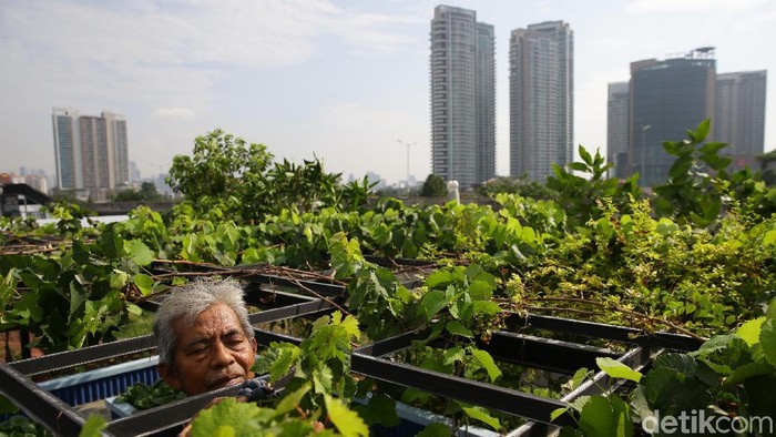 Konsep urban farming saat ini memang menjadi tren berkebun di lahan sempit perkotaan. Salah satunya, Abdul Rahman yang merawat tanamannya di atas rumah.