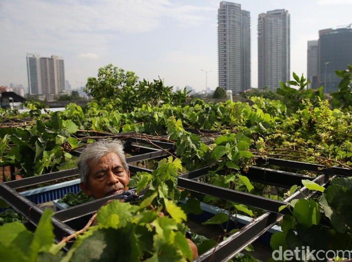 Konsep urban farming saat ini memang menjadi tren berkebun di lahan sempit perkotaan. Salah satunya, Abdul Rahman yang merawat tanamannya di atas rumah.