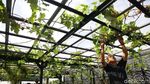 Konsep Urban Farming Jadi Inovasi Berkebun di Ibu Kota