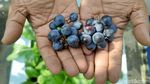 Konsep Urban Farming Jadi Inovasi Berkebun di Ibu Kota