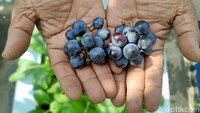 Mulai dari buah-buahan seperti anggur ditaman Abdul.