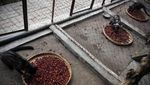 Proses Pembuatan Kopi Luwak, Kopi Termahal di Dunia yang Penuh Kontra