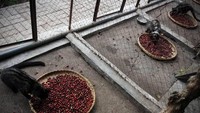 Kopi luwak berasal dari sisa kotoran hewan musang luwak yang memakan biji kopi. Karena hewan luwak memiliki sistem pencernaan yang sederhana, biji-biji kopi ini akan keluar lagi bersama sisa kotoran dari hewan tersebut. Foto: Istimewa