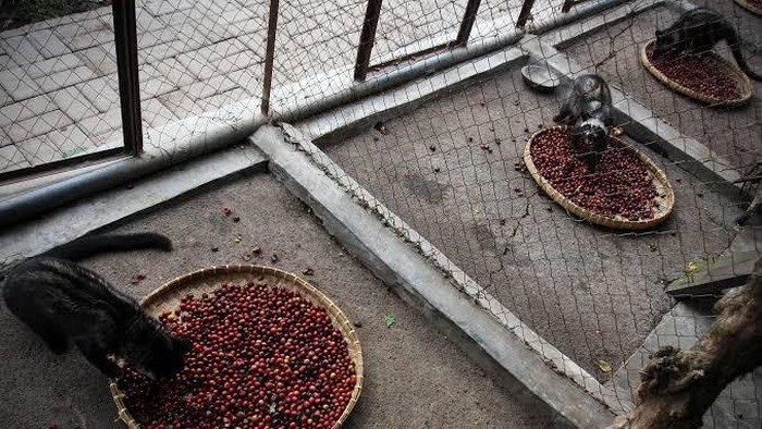 Kopi Luwak