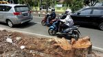 Pohon Besar di Kawasan Kedoya Jadi Korban Revitalisasi Trotoar
