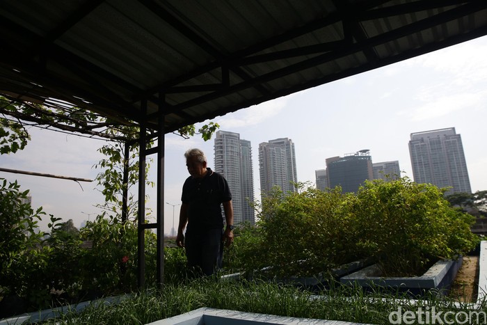 Konsep urban farming saat ini memang menjadi tren berkebun di lahan sempit perkotaan. Salah satunya, Abdul Rahman yang merawat tanamannya di atas rumah.