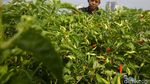 Konsep Urban Farming Jadi Inovasi Berkebun di Ibu Kota
