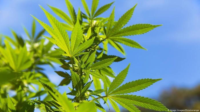 Seberapa Jauh Thailand Berani Melangkah dalam Upaya Legalkan Ganja