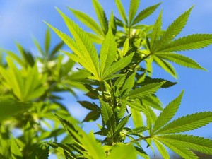Seberapa Jauh Thailand Berani Melangkah dalam Upaya Legalkan Ganja