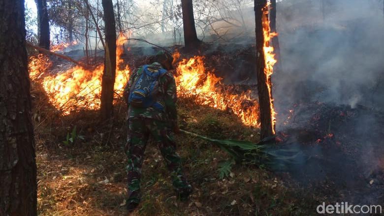 Kebakaran di Gunung Lawu Padam, Perhutani Sisir Sisa Bara Kebakaran di Gunung Lawu Padam, Perhutani Sisir Sisa Bara