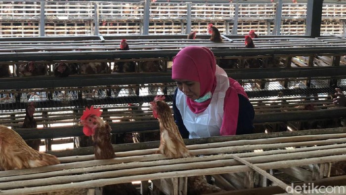 Gubernur Khofifah Jamin Telur Produksi Jatim Aman Dikonsumsi