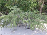 Mangrove Santigi