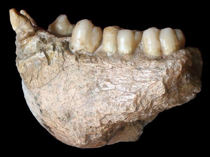 Fosil gigi dari Gigantopithecus blacki yang disebut nenek moyang manusia. Foto: Mirror Fosil gigi dari Gigantopithecus blacki yang disebut nenek moyang manusia. Foto: Mirror
