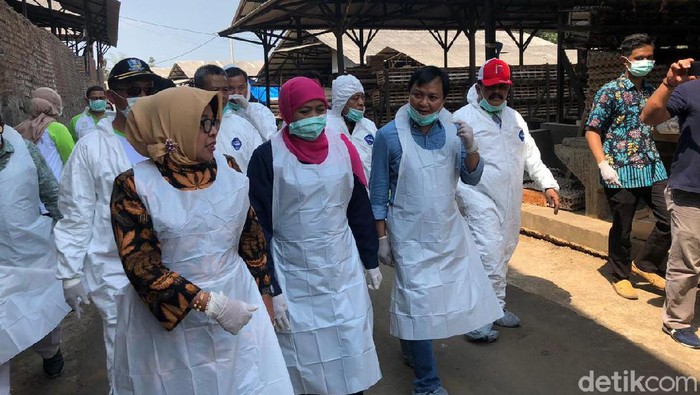 Khofifah Imbau Peternak Ayam Petelur Gunakan Sistem Kandangisasi