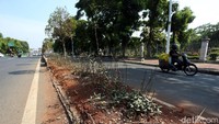 Sebagian tanaman telah mengering.