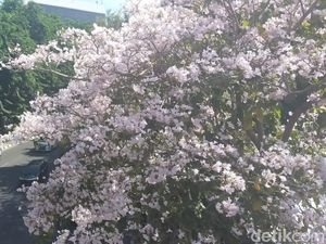 Ultah Risma di Tengah Pesona Tabebuya Bermekaran di Surabaya