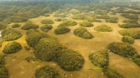 Bukit Cokelat di Bohol dianggap sebagai salah satu keajaiban alam. Ada sekitar 1.268 bukit berbentuk kubah atau kerucut yang tertutup rimbunnya rerumputan di sini. (iStock)