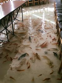 Seru! Di Restoran Ini Bisa Makan Sambil Merendam Kaki di Kolam Ikan