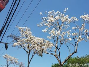 Indahnya Jalanan Kota Surabaya saat Bunga Tabebuya Bermekaran