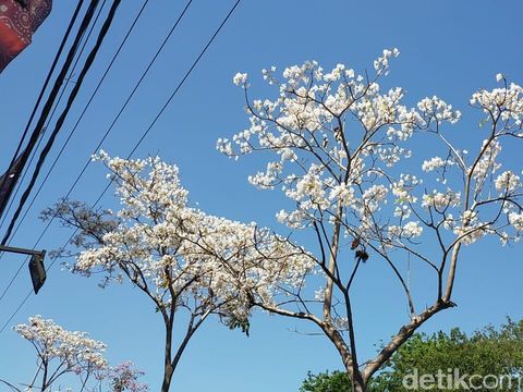 Tabebuya yang bermekaran/