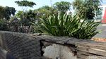 Taman Pembatas Jalan Jatinegara Barat Bagai Tak Terawat