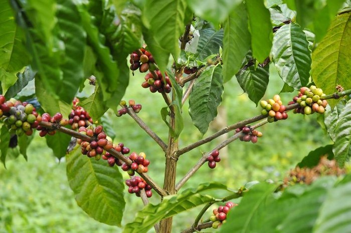 Kopi daun kering