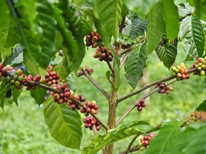 Daun Kopi Juga Enak Diolah Jadi Teh dan Urap Kaya Khasiat