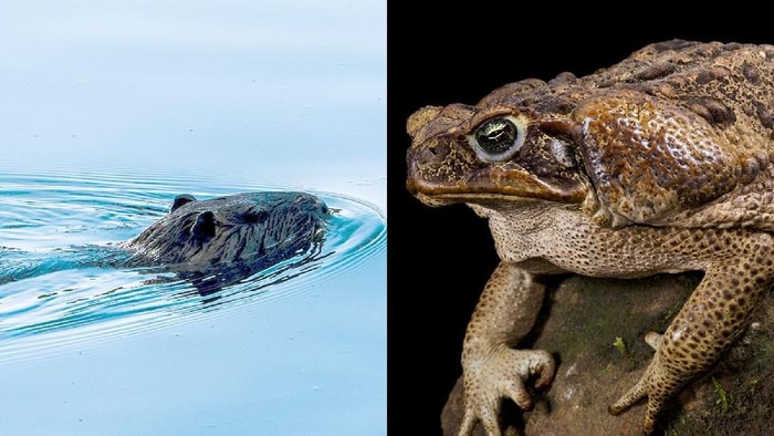 Tikus Rakali melawan kodok tebu (iStock) Tikus Rakali melawan kodok tebu (iStock)