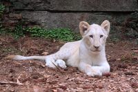 Gemas! Intip 6 Bayi Satwa Liar di Taman Safari Bogor
